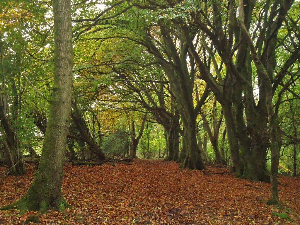Beech woods Beech woods